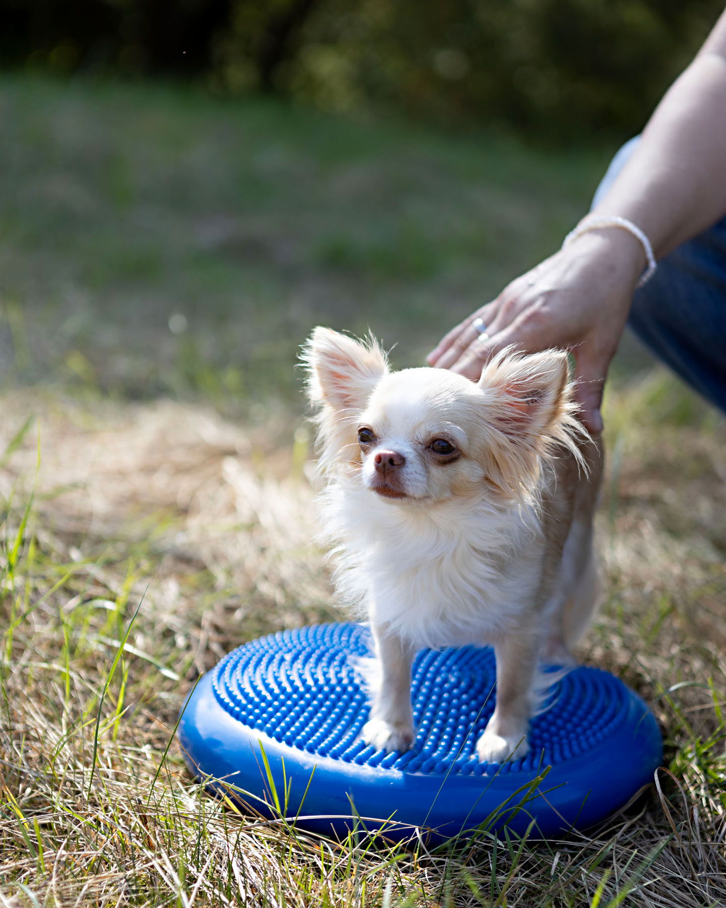 Hundephysiotherapie im Kreis Ludwigsburg Osteopathie