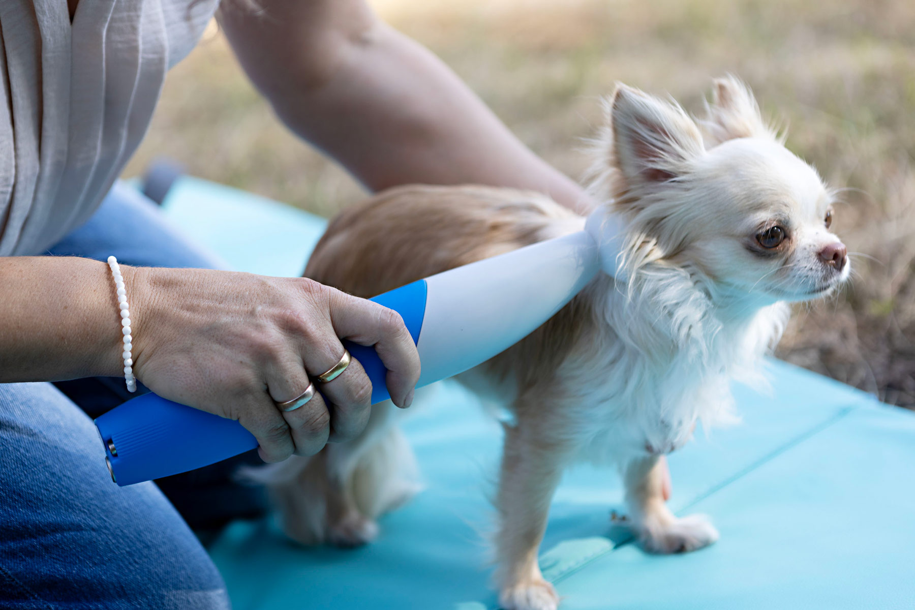 Hundephysiotherapie im Kreis Ludwigsburg Osteopathie