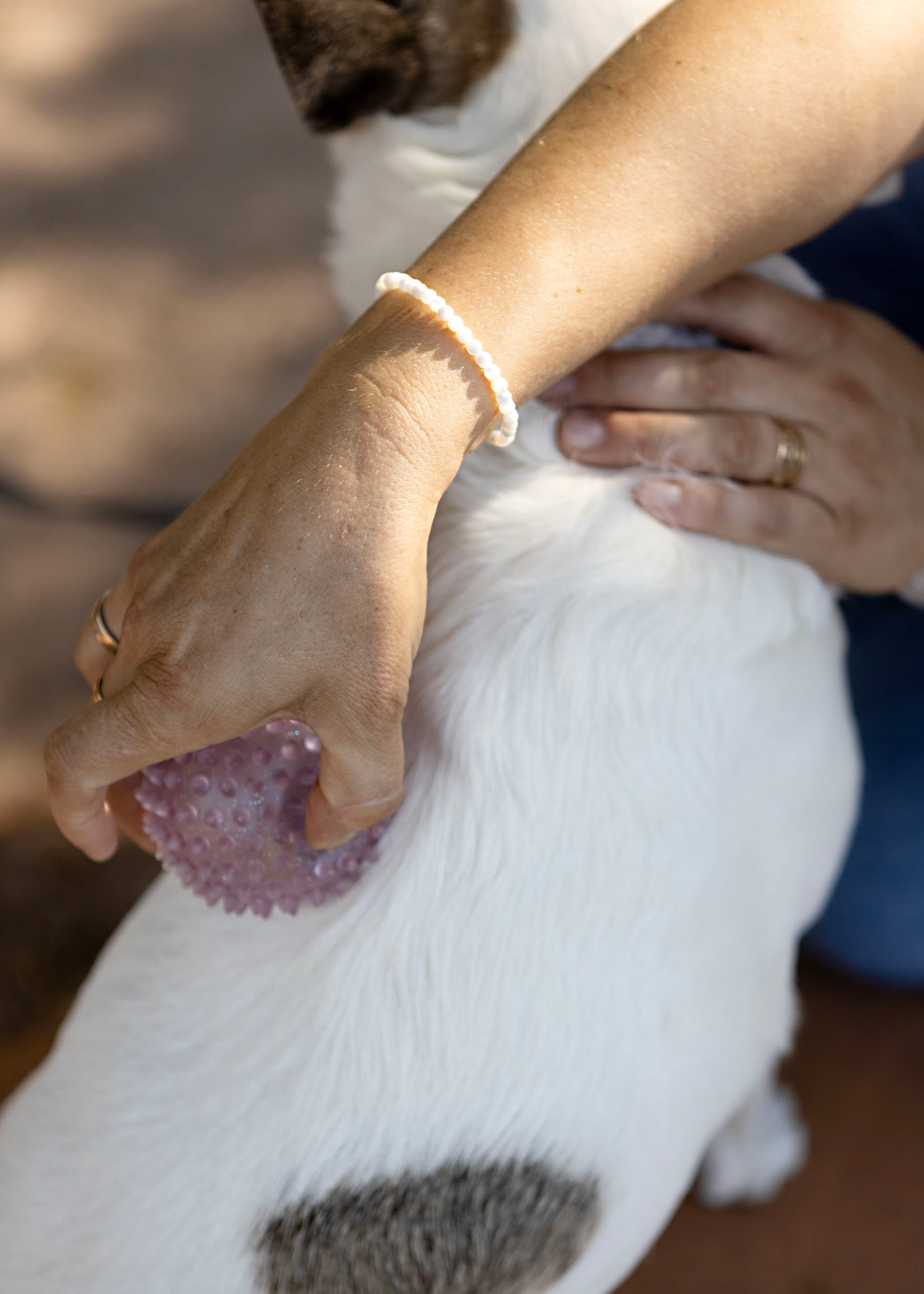 Osteopathie und Physiotherapie für Hunde in Vaihingen Enz